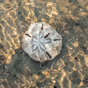 Meet your Posher, Marci